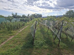Predáme pozemok s RD v obci Viničné — foto 5