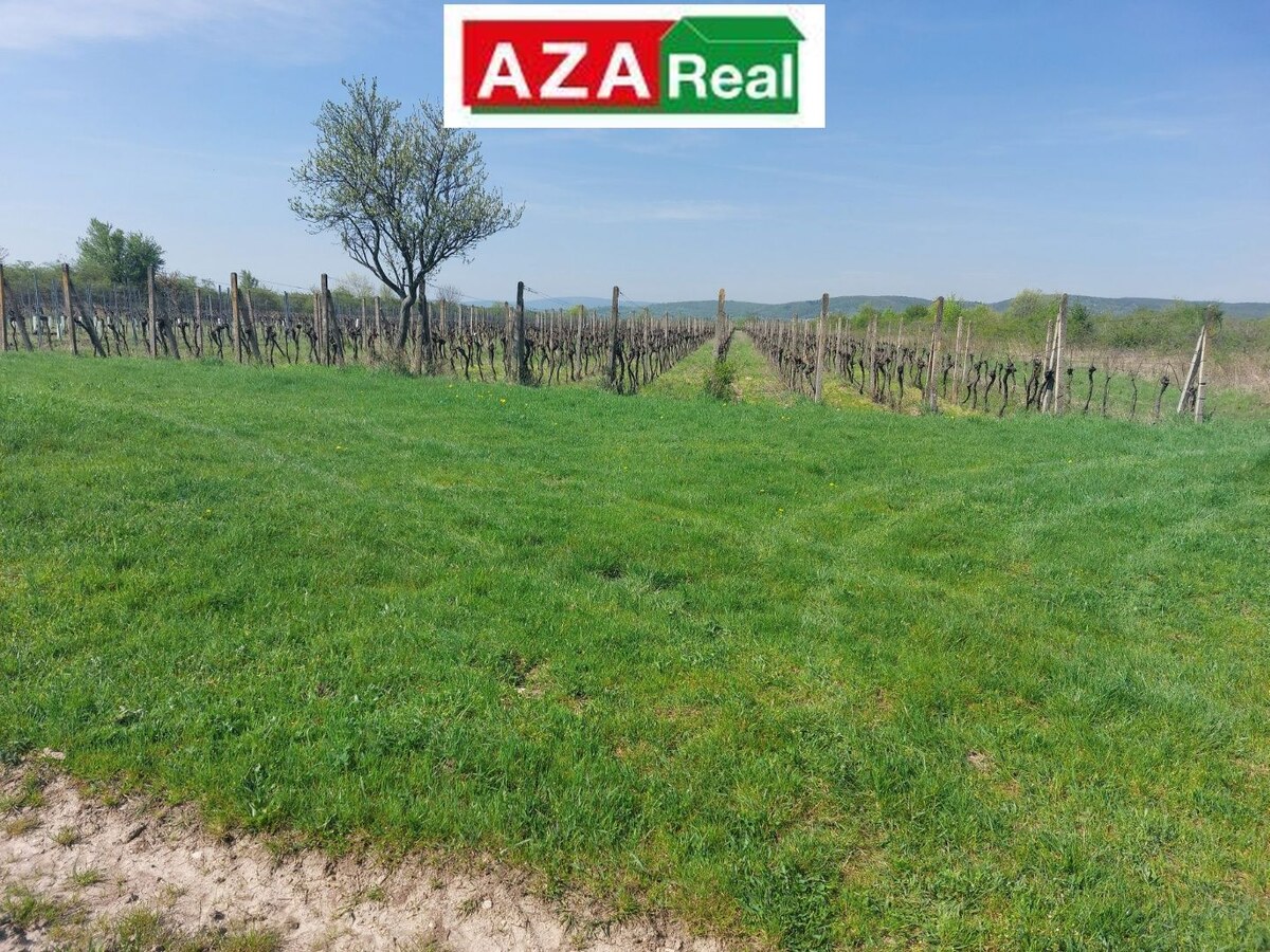 Predané VINICA V MODRE 5739m2 je na predaj-PREDANÉ — foto 4