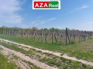 Predané VINICA V MODRE 5739m2 je na predaj-PREDANÉ — foto 2