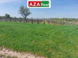 Predané VINICA V MODRE 5739m2 je na predaj-PREDANÉ — foto 4