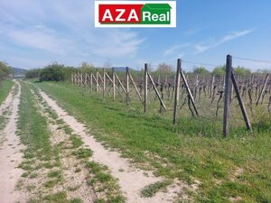 Predané VINICA V MODRE 5739m2 je na predaj-PREDANÉ — foto 7
