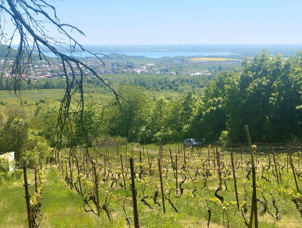 ZNÍŽENÁ CENA, Vinica s výhľadom na Zemplínsku šíravu