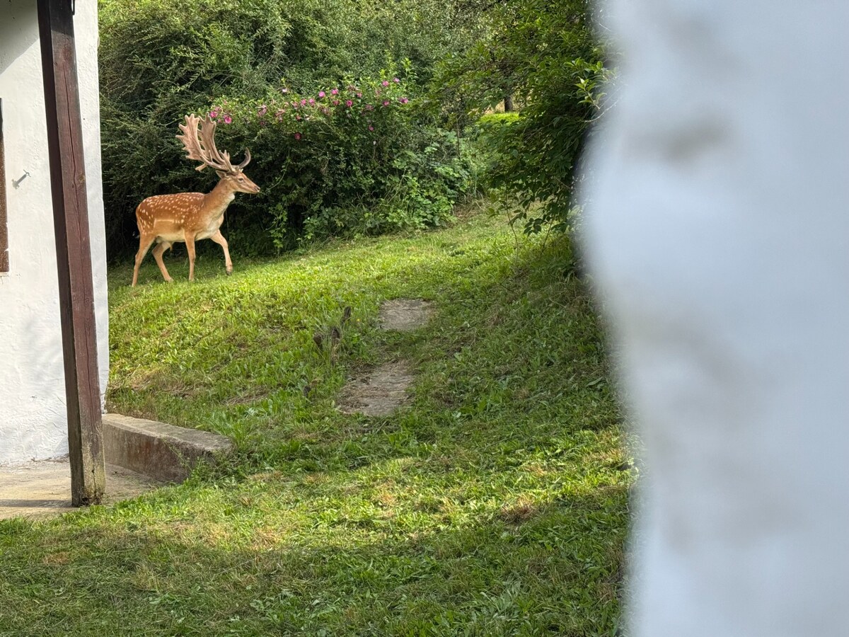 Autentická usadlosť u Dankovcov pre poľovníkov aj umelecké duše! — foto 14