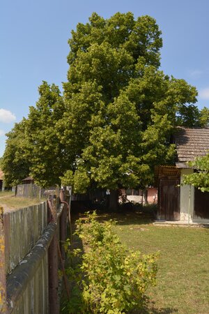 Na predaj chalúpka v typickom štýle Záhoria, pod starou lipou! — foto 6