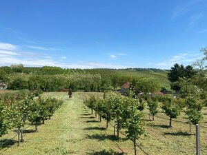 Predám stavebný pozemok s ovocným sadom v obci Jasová — foto 2