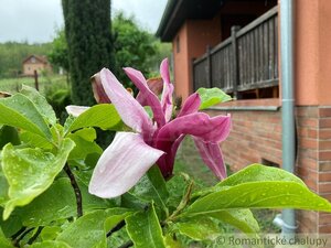 Predám murovanú chatu v obci Podhájska — foto 3