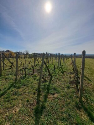 Predám chatu s vinicou v obci Gbelce — foto 12