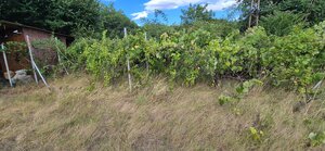 Na predaj záhrada v Nových Zámkoch - 379 m2 s prístreškom — foto 7