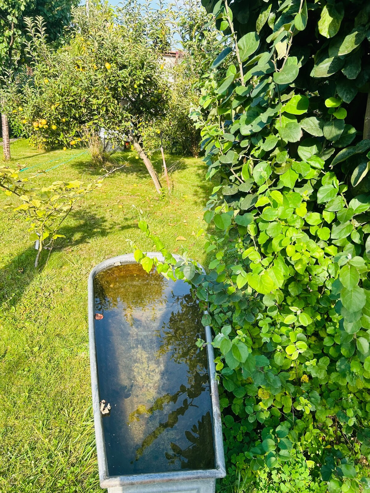 Predaj murovanej chaty so záhradou na Zúgove — foto 10