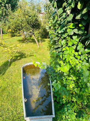 Predaj murovanej chaty so záhradou na Zúgove — foto 10