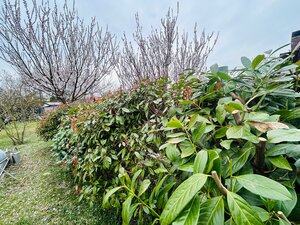 Predaj murovanej chaty so záhradou na Zúgove — foto 16