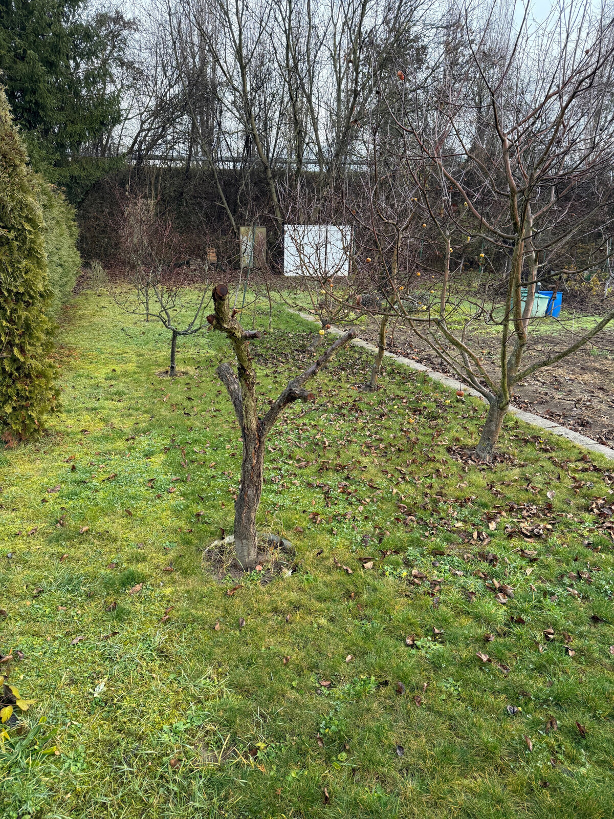 Záhrada Levice - Podhradie 311m2 — foto 2