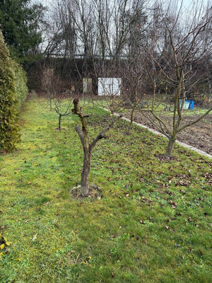Záhrada Levice - Podhradie 311m2 — foto 2