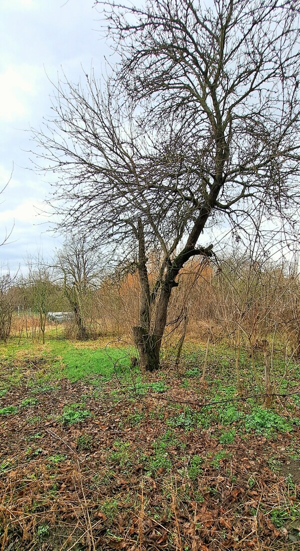 CENA dohodou, Stavebný pozemok 1.382 m2, šírka 24m, Levice
