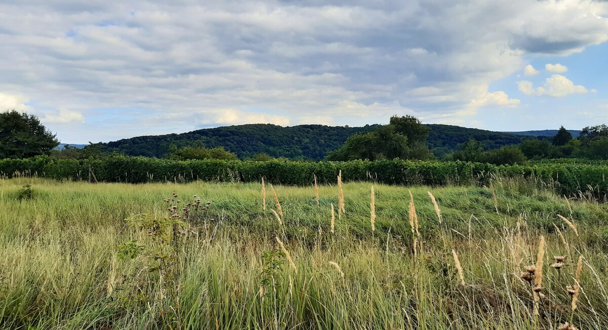Rekreačný pozemok 1.500 m2, šírka 11 m, Jabloňovce (SM - 902) — foto 2