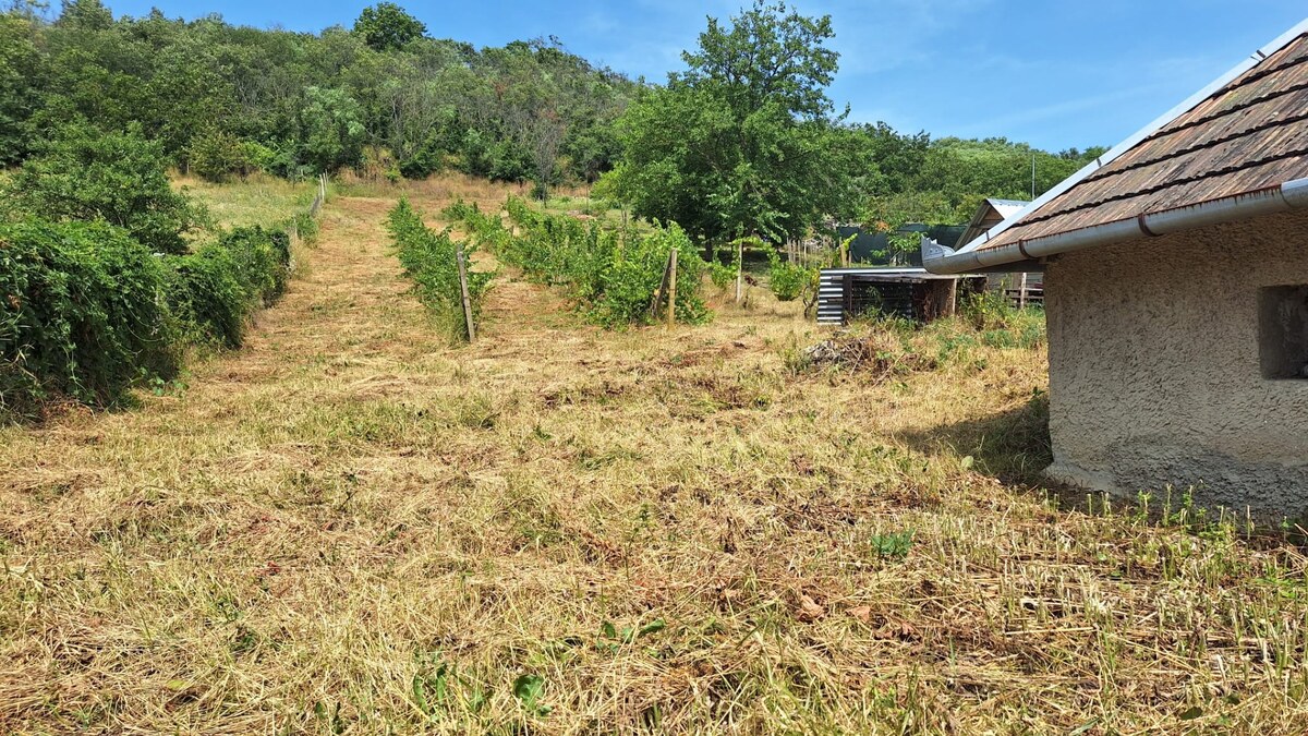Vinica s viničným domom ( VH-94) — foto 3