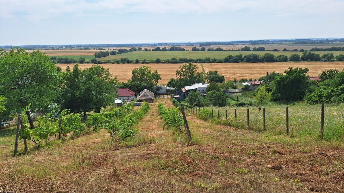 Vinica s viničným domom ( VH-94) — foto 4