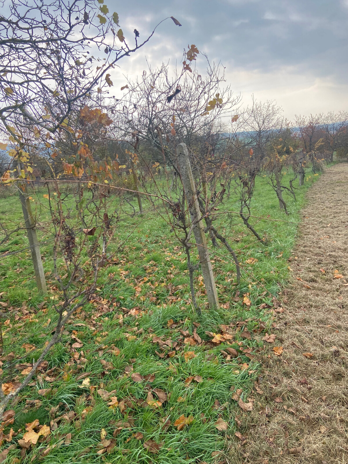 Vinica s pozemkom na výstvabu chaty - Žemberovce - znížená cena — foto 5