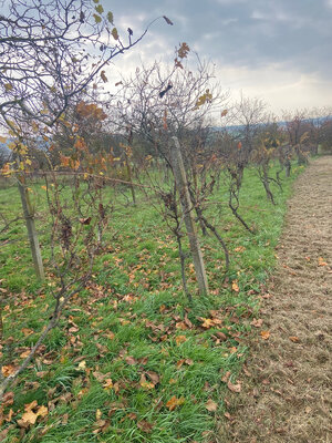 Vinica s pozemkom na výstvabu chaty - Žemberovce - znížená cena — foto 5