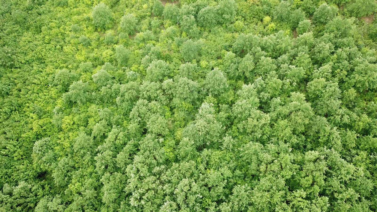 Na predaj 13,8 ha agropôdy v Trebušovciach – 11,5 ha ucelený pozemok — foto 7