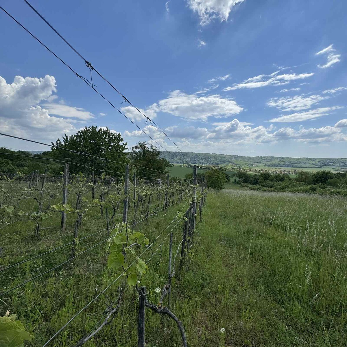 Rozľahlý pozemok (5820 m²) v lone prírody – Dolné Terany, okr. Krupina — foto 5