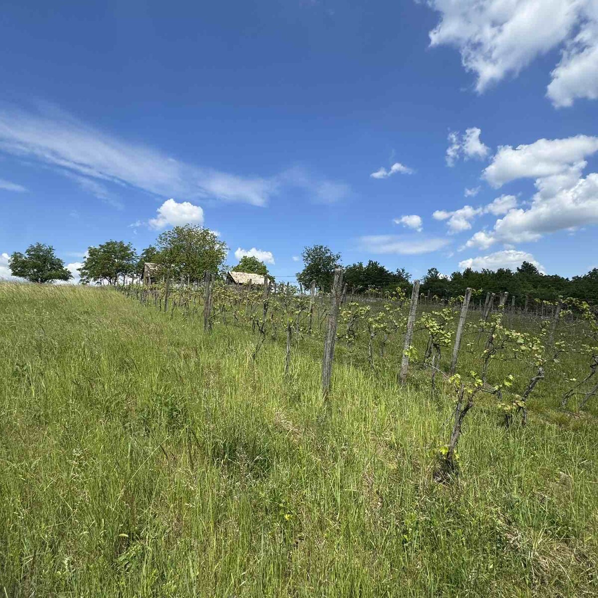 Rozľahlý pozemok (5820 m²) v lone prírody – Dolné Terany, okr. Krupina — foto 6
