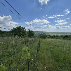 Rozľahlý pozemok (5820 m²) v lone prírody – Dolné Terany, okr. Krupina — foto 5