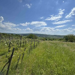 Rozľahlý pozemok (5820 m²) v lone prírody – Dolné Terany, okr. Krupina — foto 8