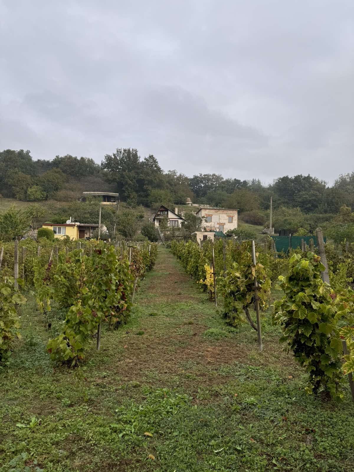 Predaj chaty vo vinárskej oblasti v Šahách, okres Levice — foto 16