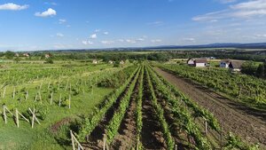 3-podlažný vínny domček s vinicou v obci Vinica, okr. V. Krtíš. — foto 3