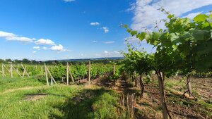3-podlažný vínny domček s vinicou v obci Vinica, okr. V. Krtíš. — foto 4