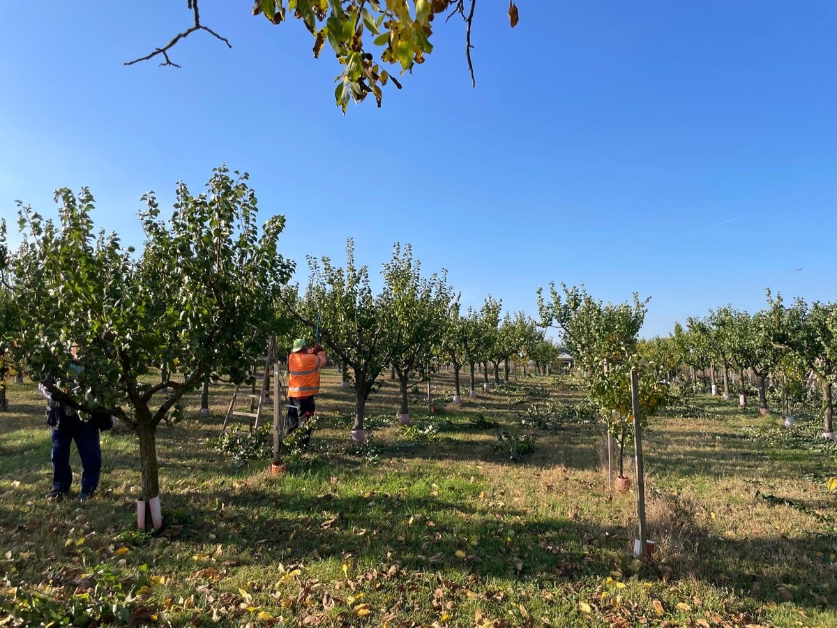 Priestranné stavebné pozemky  v obci Branovo — foto 8
