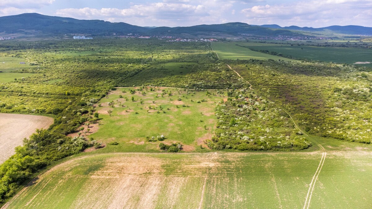 Pozemok v Modre s výmerou až 5.666 m2 — foto 4