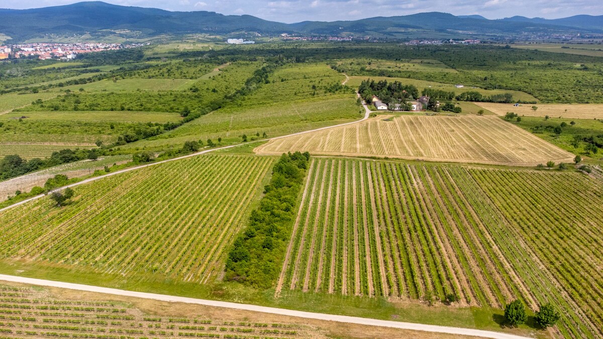 Na predaj zaujímavý pozemok v Modre s výmerou 6419 m2 — foto 4