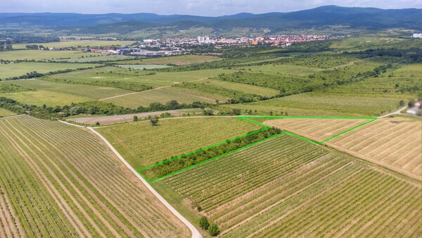 Na predaj zaujímavý pozemok v Modre s výmerou 6419 m2
