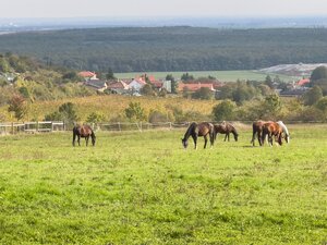 Krásny pozemok s potenciálom — foto 8