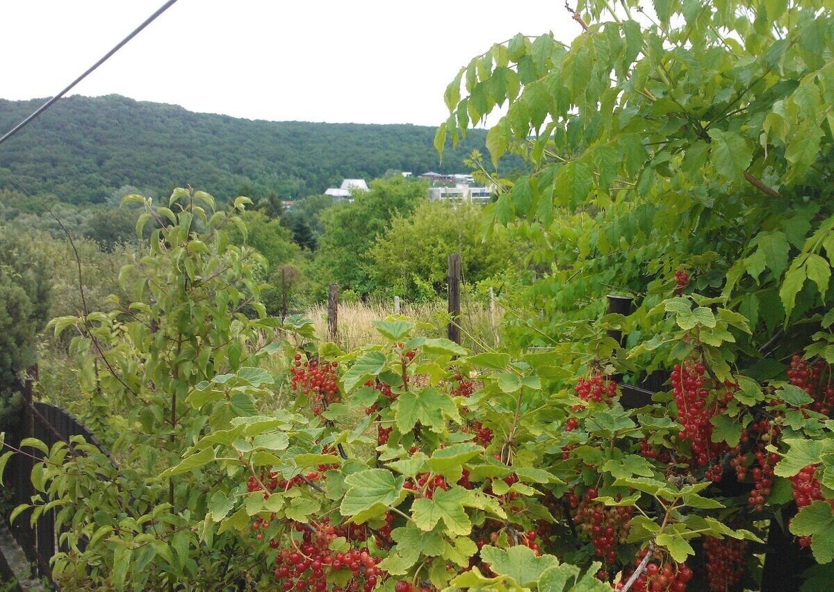 Rekreačná chata s výhľadom na Líščie údolie a Yuventu, Karlová Ves — foto 5