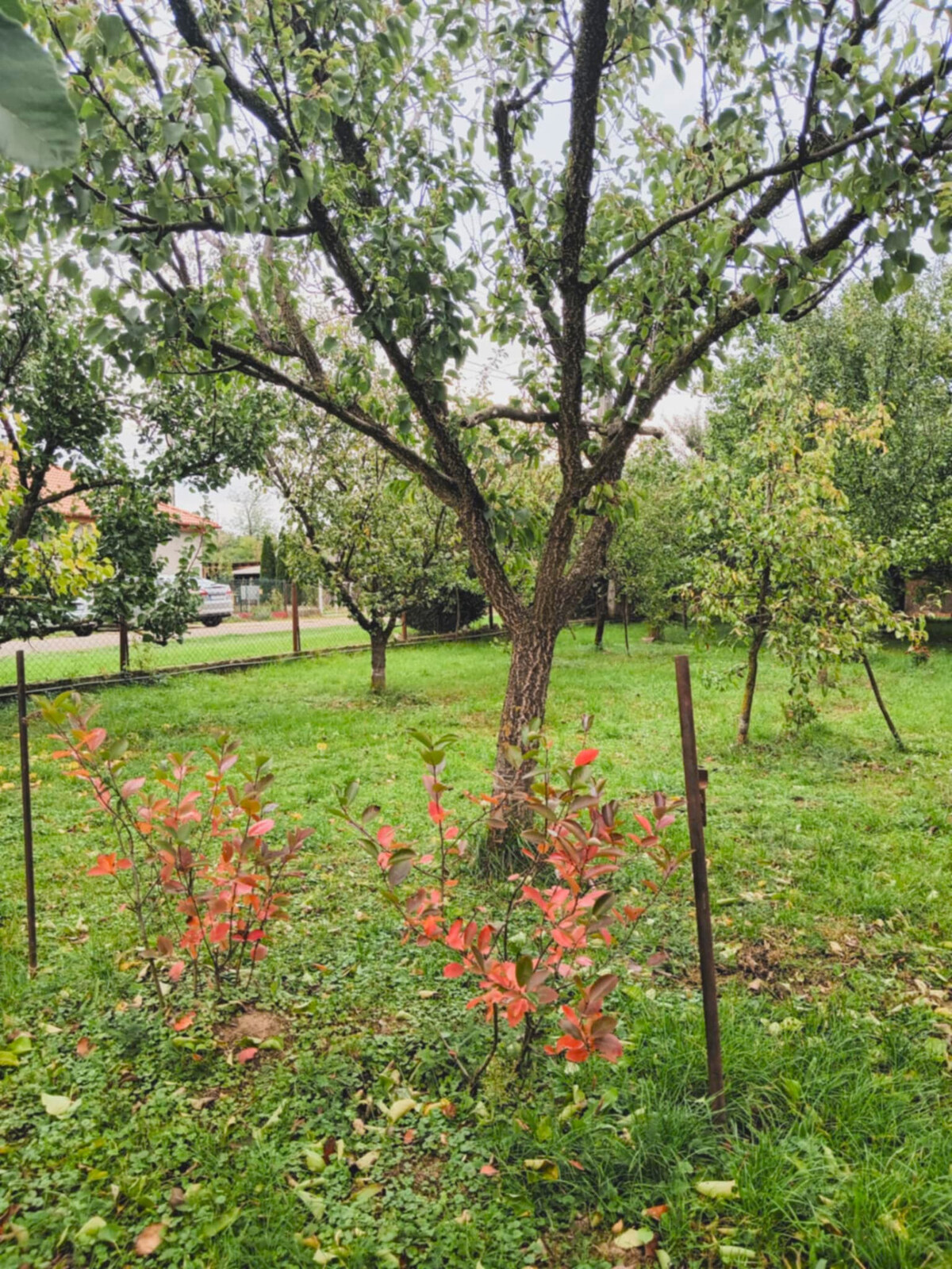 Záhrada, 800 m2, Göncruszka — foto 11