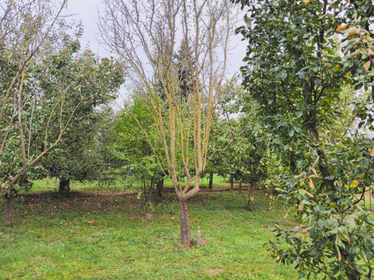 Záhrada, 800 m2, Göncruszka — foto 6