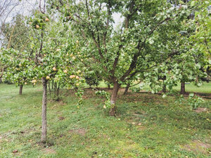 Záhrada, 800 m2, Göncruszka — foto 2