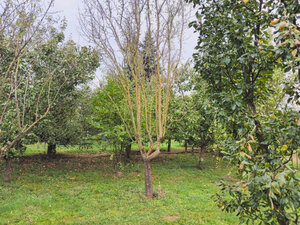Záhrada, 800 m2, Göncruszka — foto 6