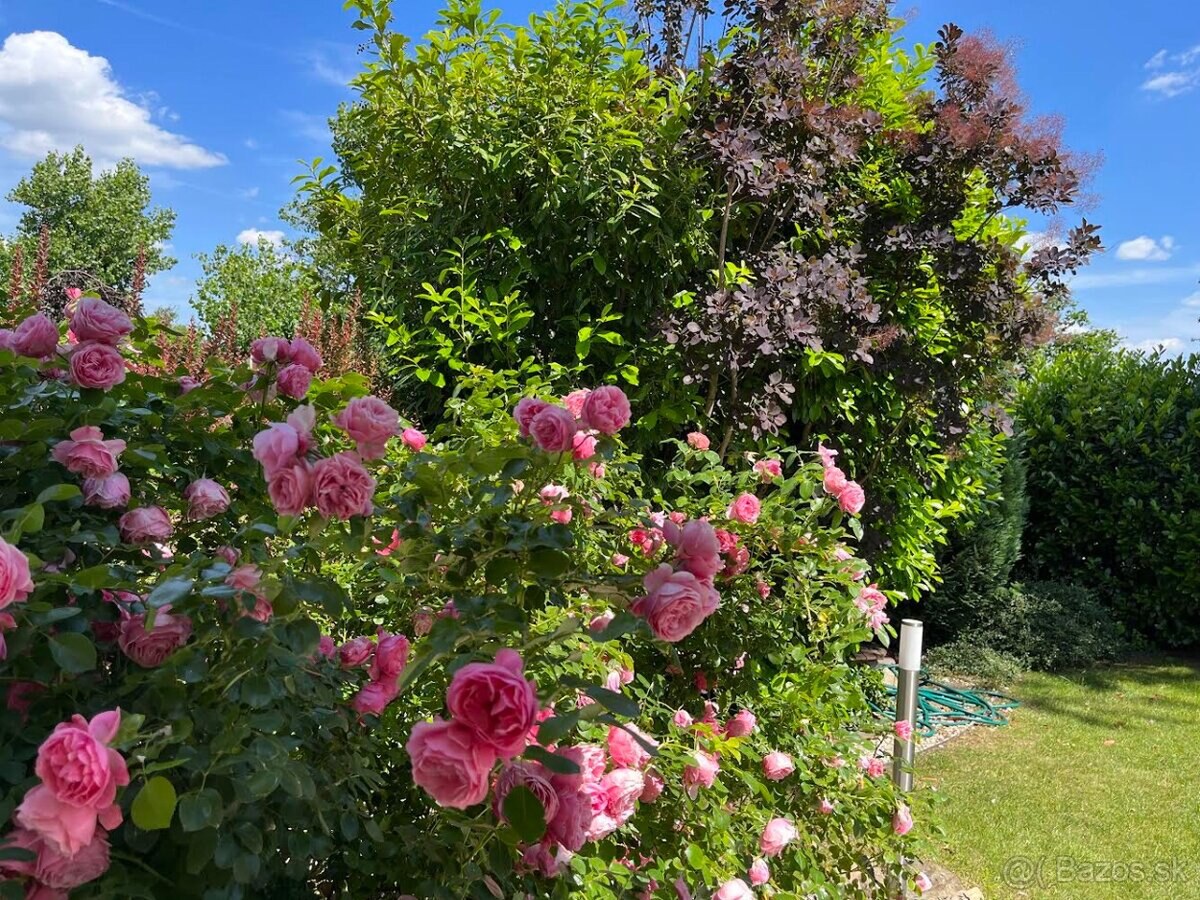 PREDAJ 4 IZB.RD V PEZINKU POD LESOM — foto 17