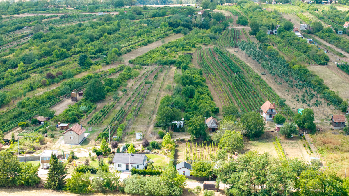 Vinica s ovocným sadom, elektrikou a unimobunkou v Hornom Oháji !! — foto 10