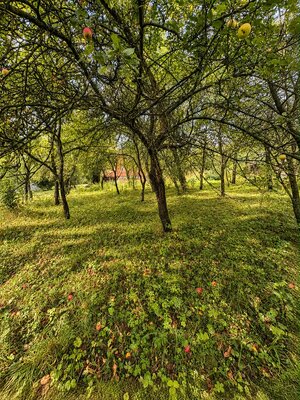 Predaj! drevenica s veľkým pozemkom v Liptovskej Anne — foto 6