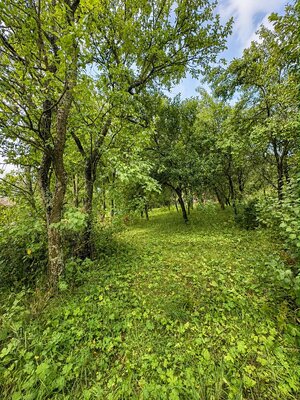 Predaj! drevenica s veľkým pozemkom v Liptovskej Anne — foto 7