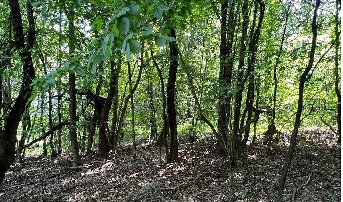 Na predaj Rekreačný pozemok v blízkosti Púchova- 3432 m2