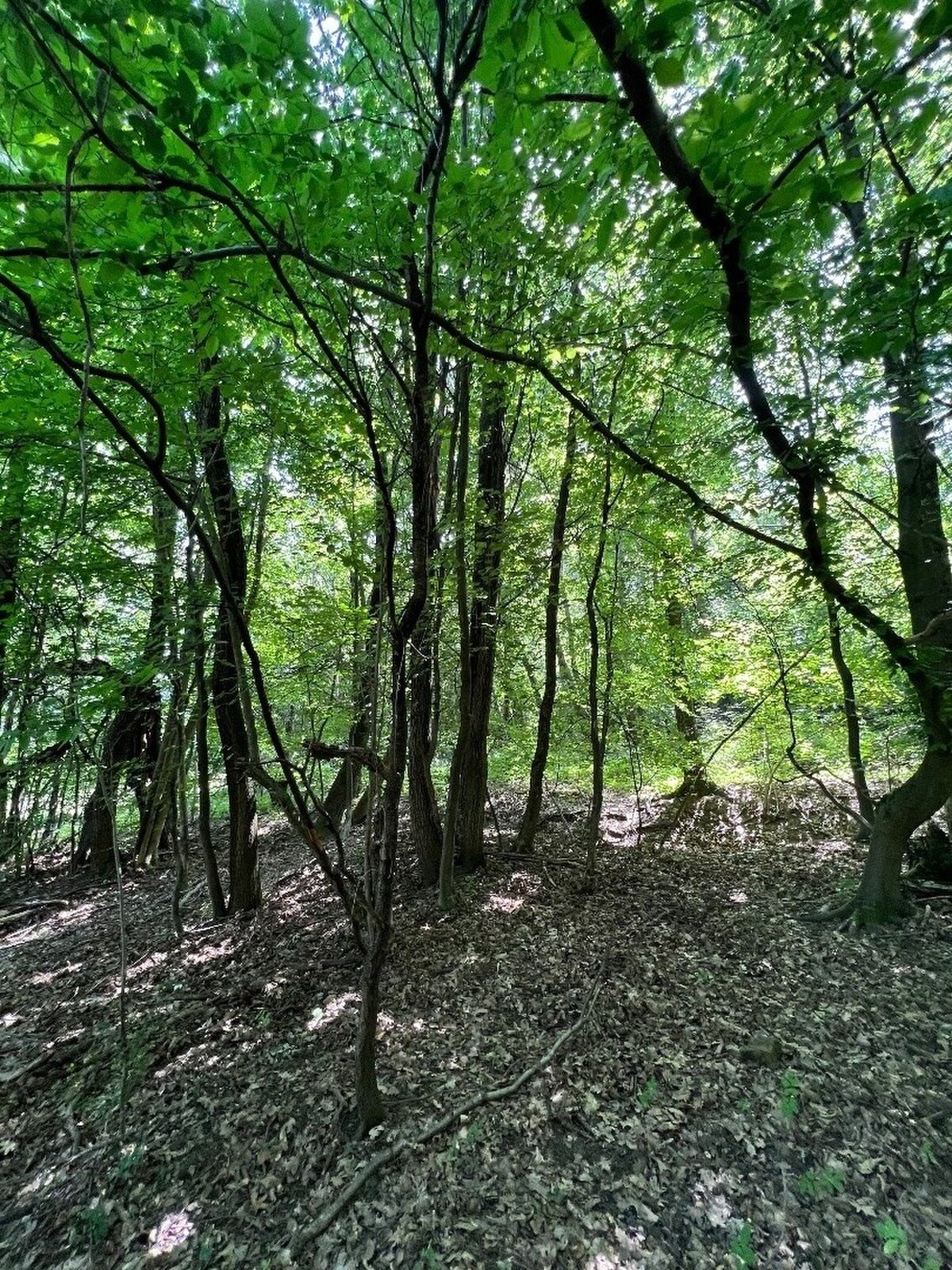 Na predaj Rekreačný pozemok v blízkosti Púchova- 3432 m2 — foto 3