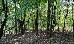 Na predaj Rekreačný pozemok v blízkosti Púchova- 3432 m2 — foto 1