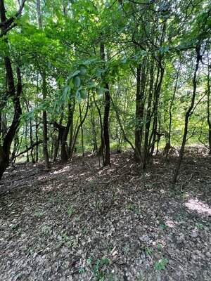 Na predaj Rekreačný pozemok v blízkosti Púchova- 3432 m2 — foto 2