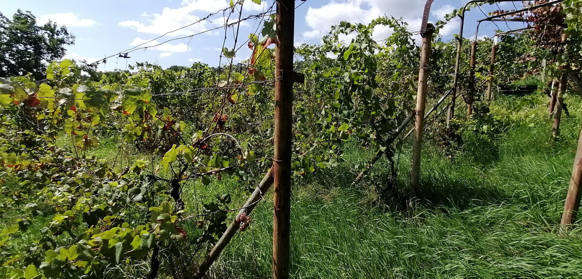 IBA U NÁS! Vinohrad s chatkou, 2 862m2, parkovanie, Nové Mesto n/Váhom — foto 7